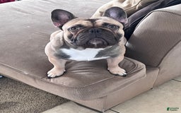 French Bulldog dogs for sale: Luna - Image 4