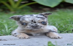 French Bulldog dogs for sale: French Bulldog 5 puppies - Image 10