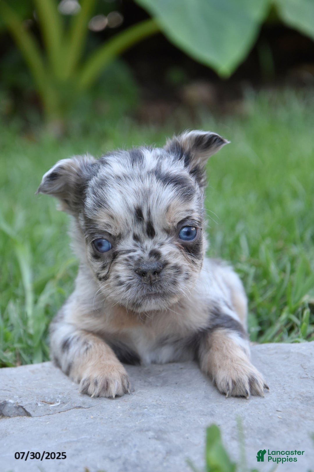 French Bulldog dogs for sale: French Bulldog 5 puppies - Image 10