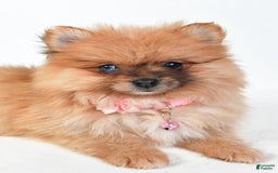 Pomeranian dogs for sale: Elisa - Image 2