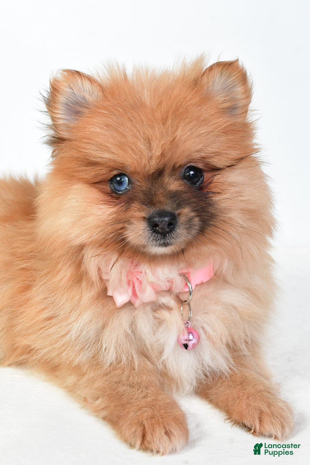 Pomeranian dogs for sale: Elisa - Image 2