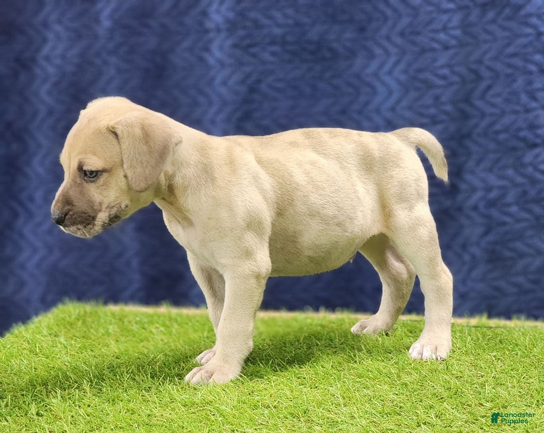 Catahoula Leopard Dog dogs for sale: Duchess 2025 Male 3 - Image 6