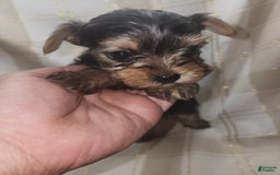 Yorkshire Terrier dogs for sale: Sadie - Image 4