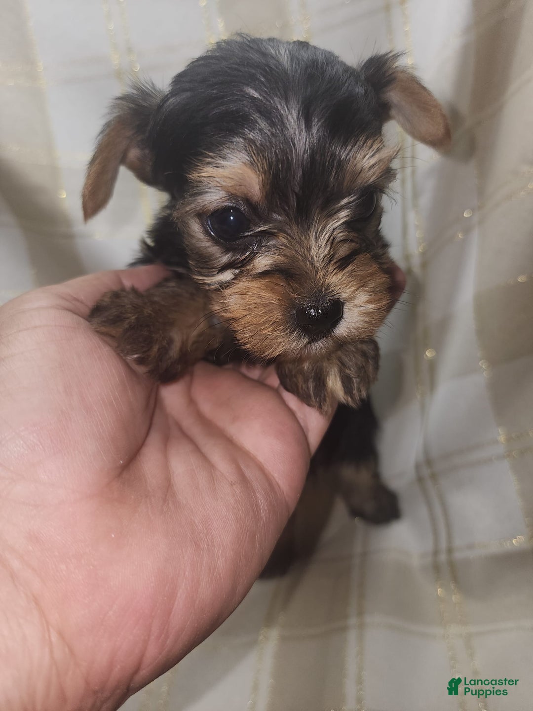 Yorkshire Terrier dogs for sale: Sadie - Image 4