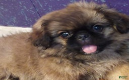 Pekingese dogs for sale: Skippy - Image 9