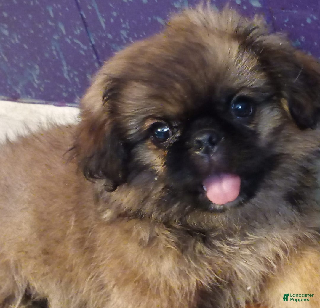 Pekingese dogs for sale: Skippy - Image 9