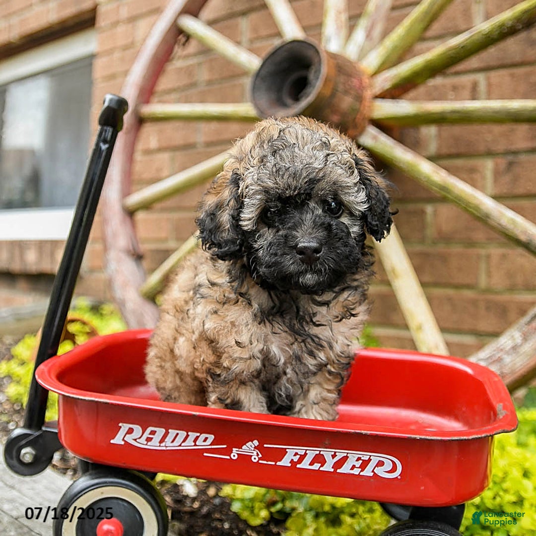Toy Poodle dogs for sale: Annabelle - Image 3
