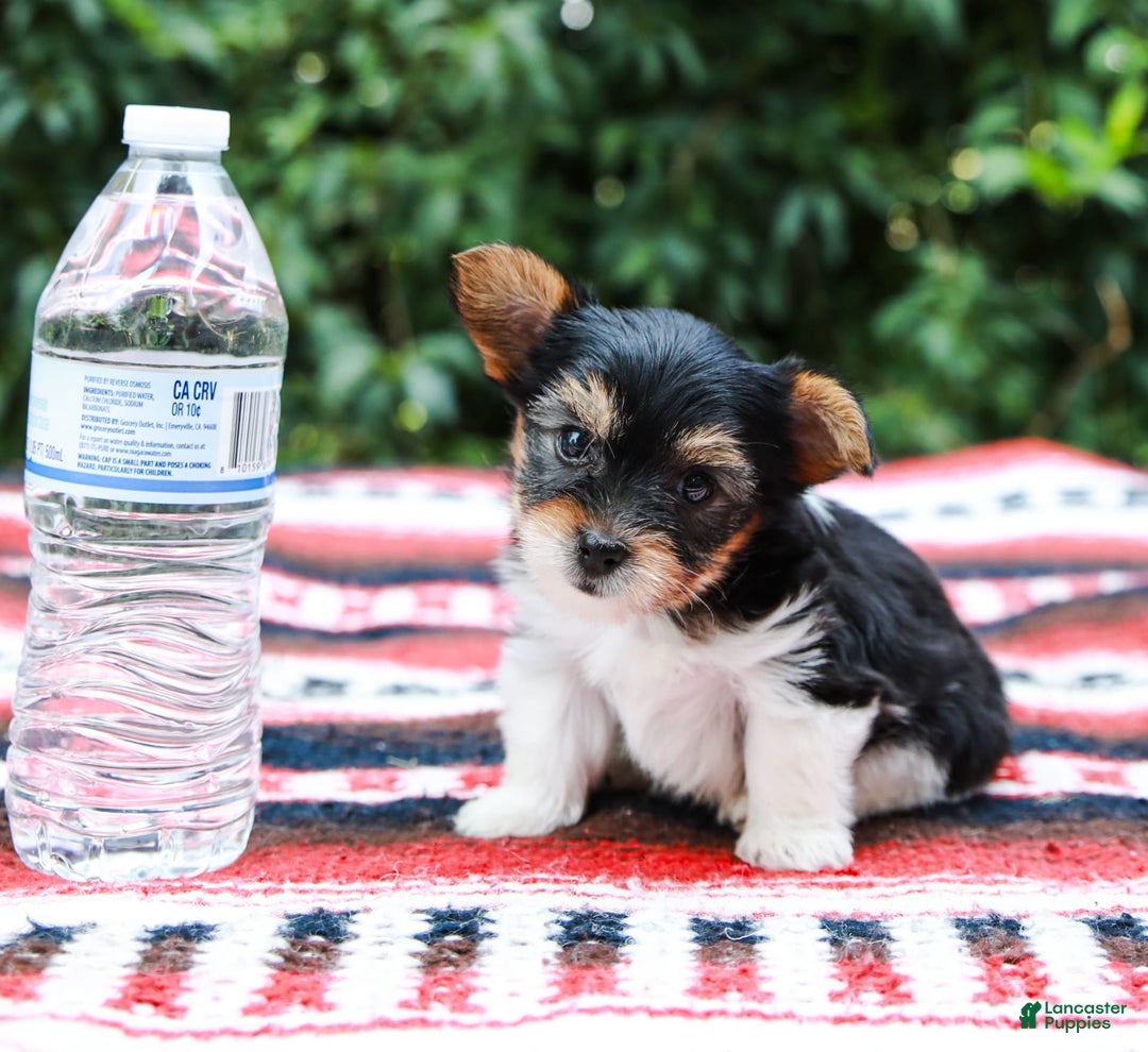 Yorkshire Terrier dogs for sale: Teddy Teacup - Image 9
