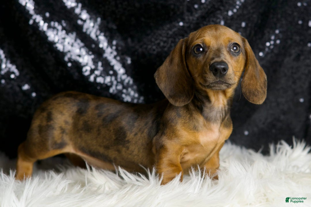 Miniature Dachshund dogs for sale: Slinkey - Image 5