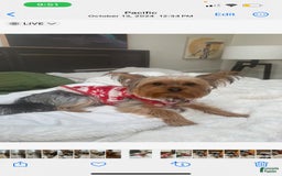 Yorkshire Terrier dogs for sale: Ella - Image 3