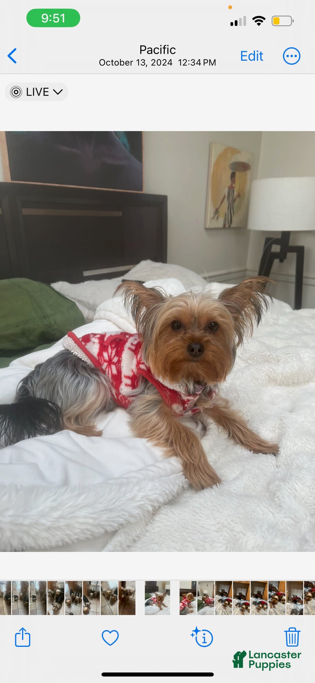 Yorkshire Terrier dogs for sale: Ella - Image 3