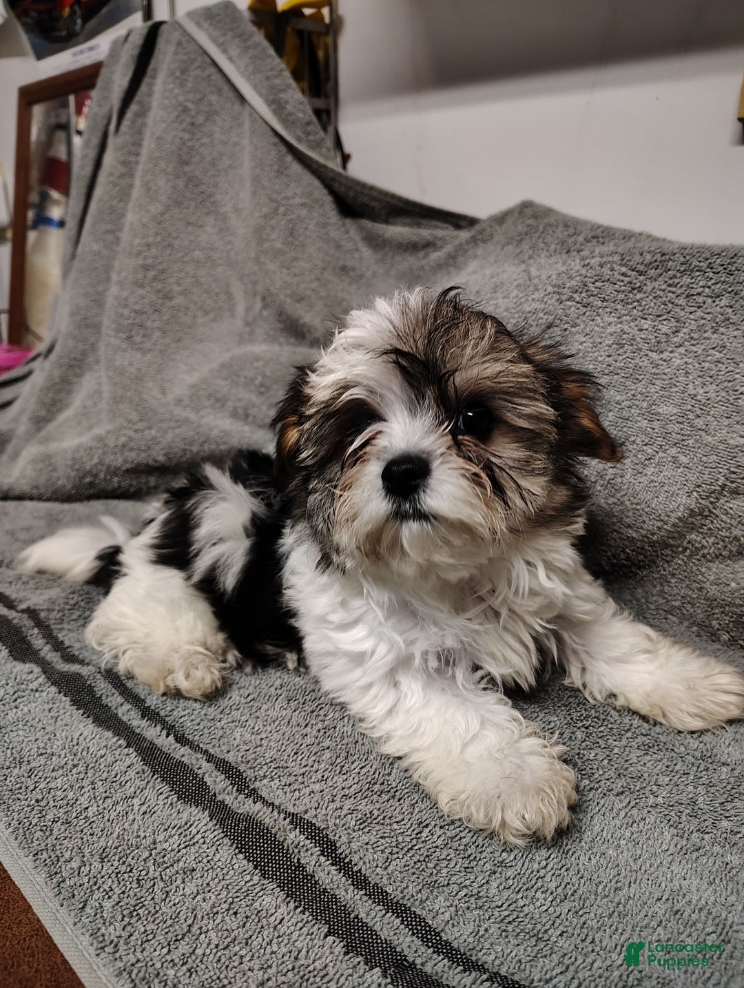 Morkie dogs for sale: Pokey - Image 11