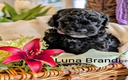 Mini Bernedoodle dogs for sale: Luna B. - Image 1