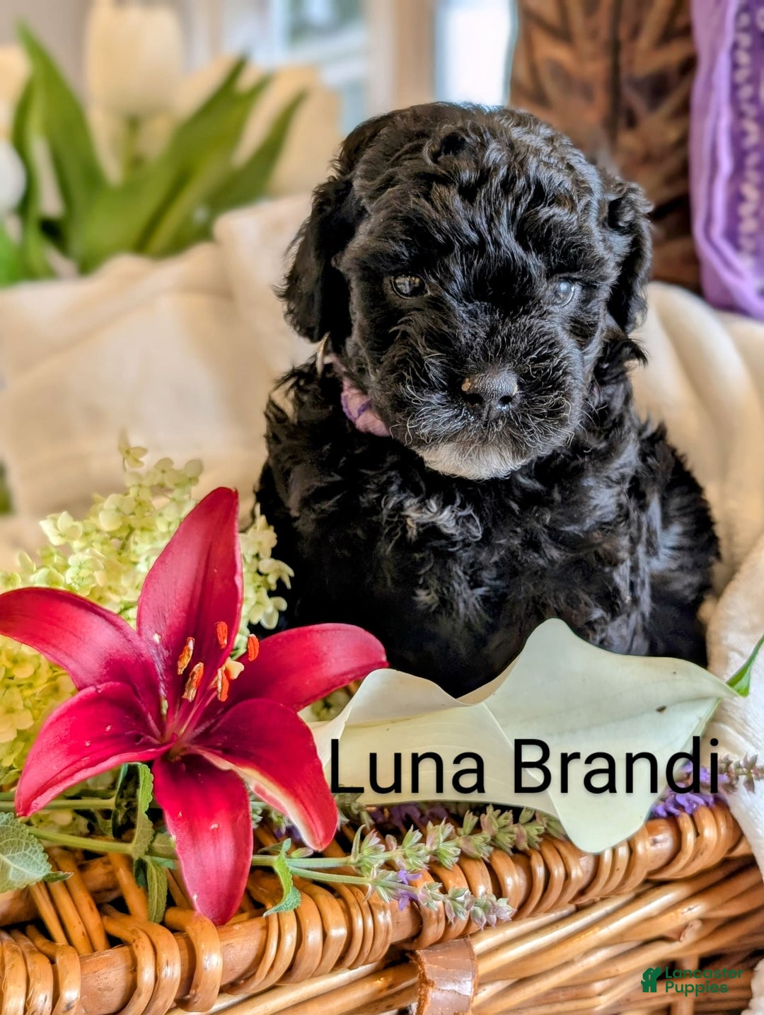 Mini Bernedoodle dogs for sale: Luna B. - Image 1