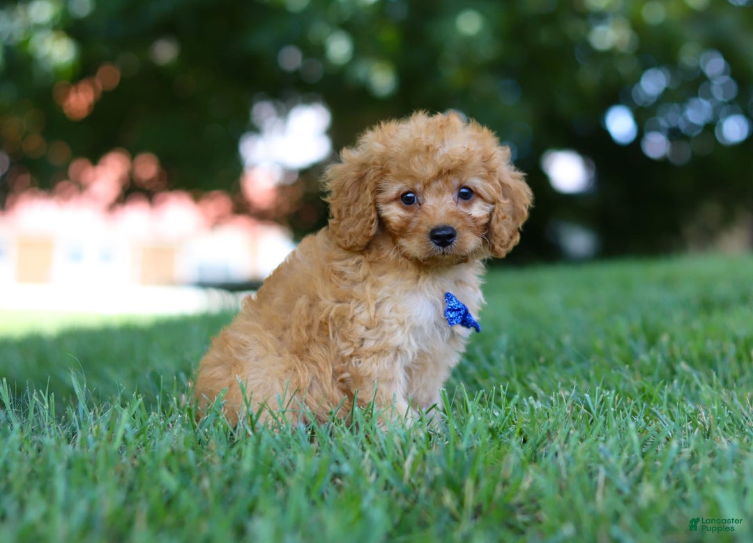 Cavapoo dogs for sale: Cavapoo 5 puppies - Image 4