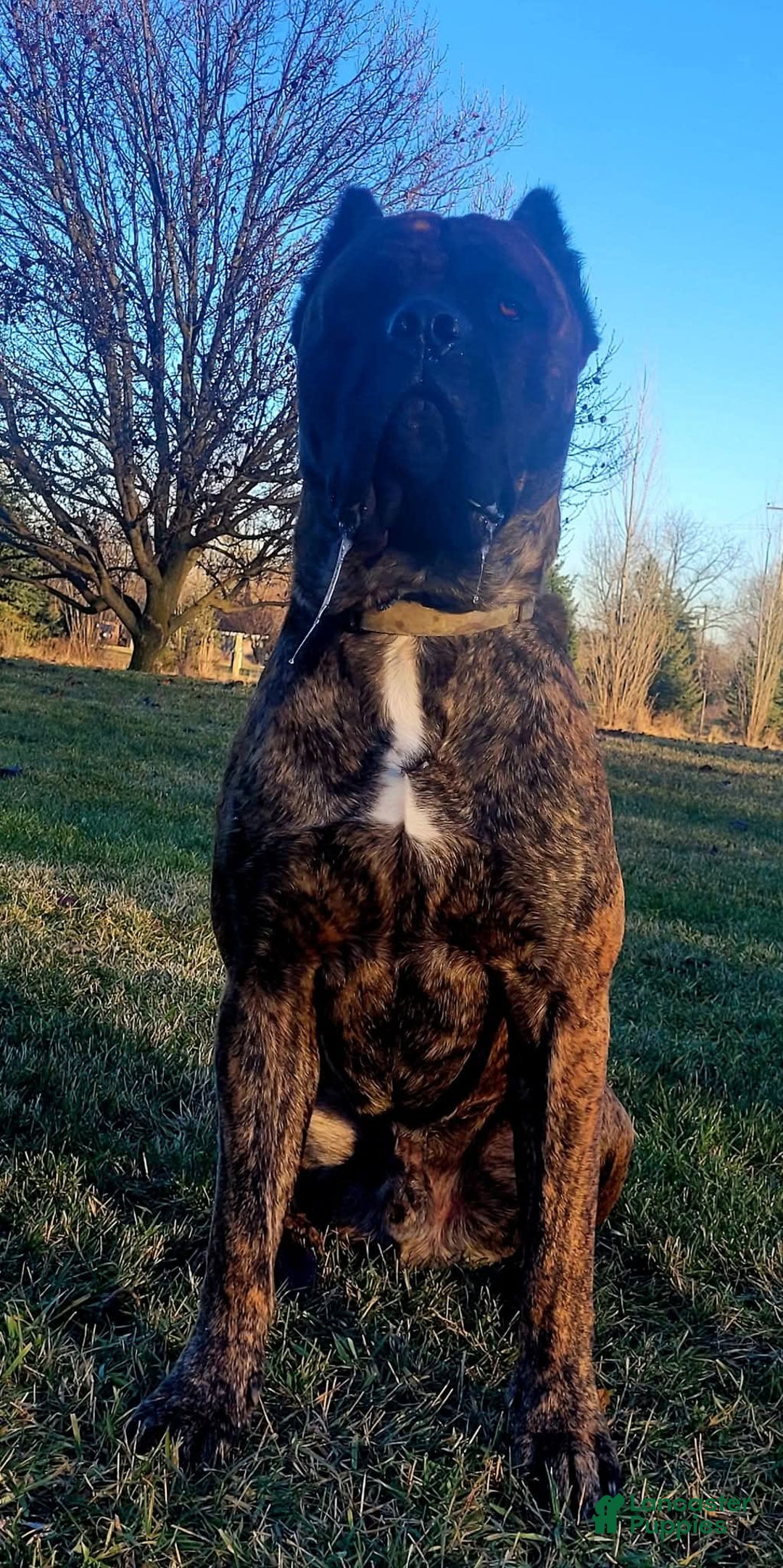 Cane Corso dogs for sale: Light Pink - Image 4