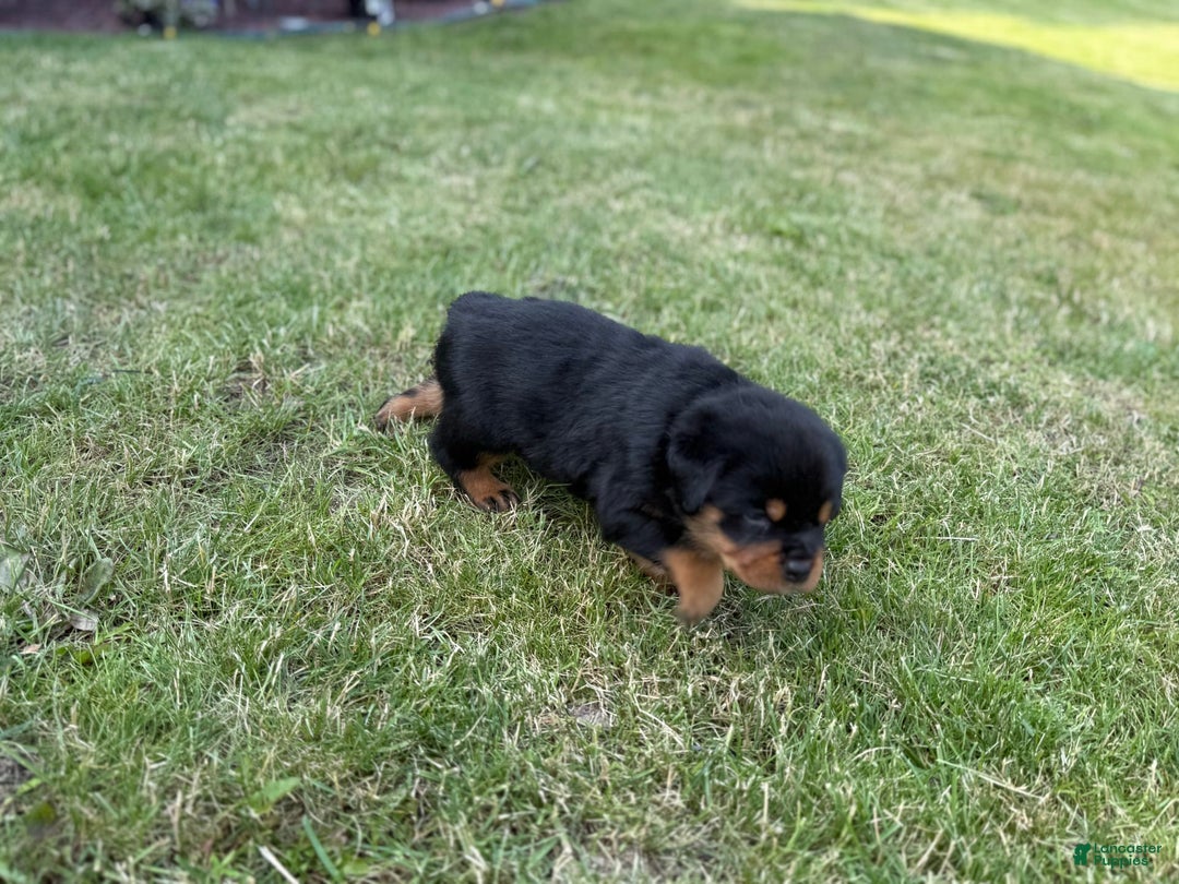 Rottweiler dogs for sale: Briggs - Image 4