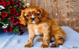Cavalier King Charles Spaniel dogs for sale: Nicky - Image 5