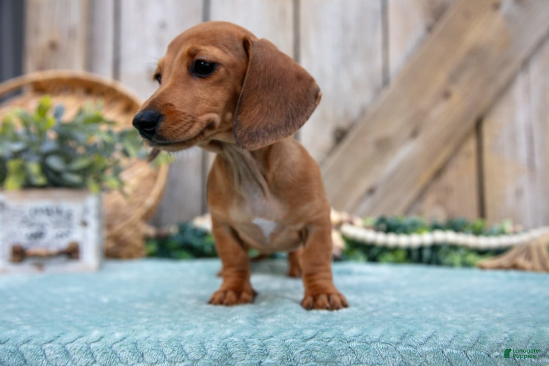 Miniature Dachshund dogs for sale: Bailey - Image 7