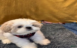 Shih Tzu dogs for sale: Mystical - Image 6