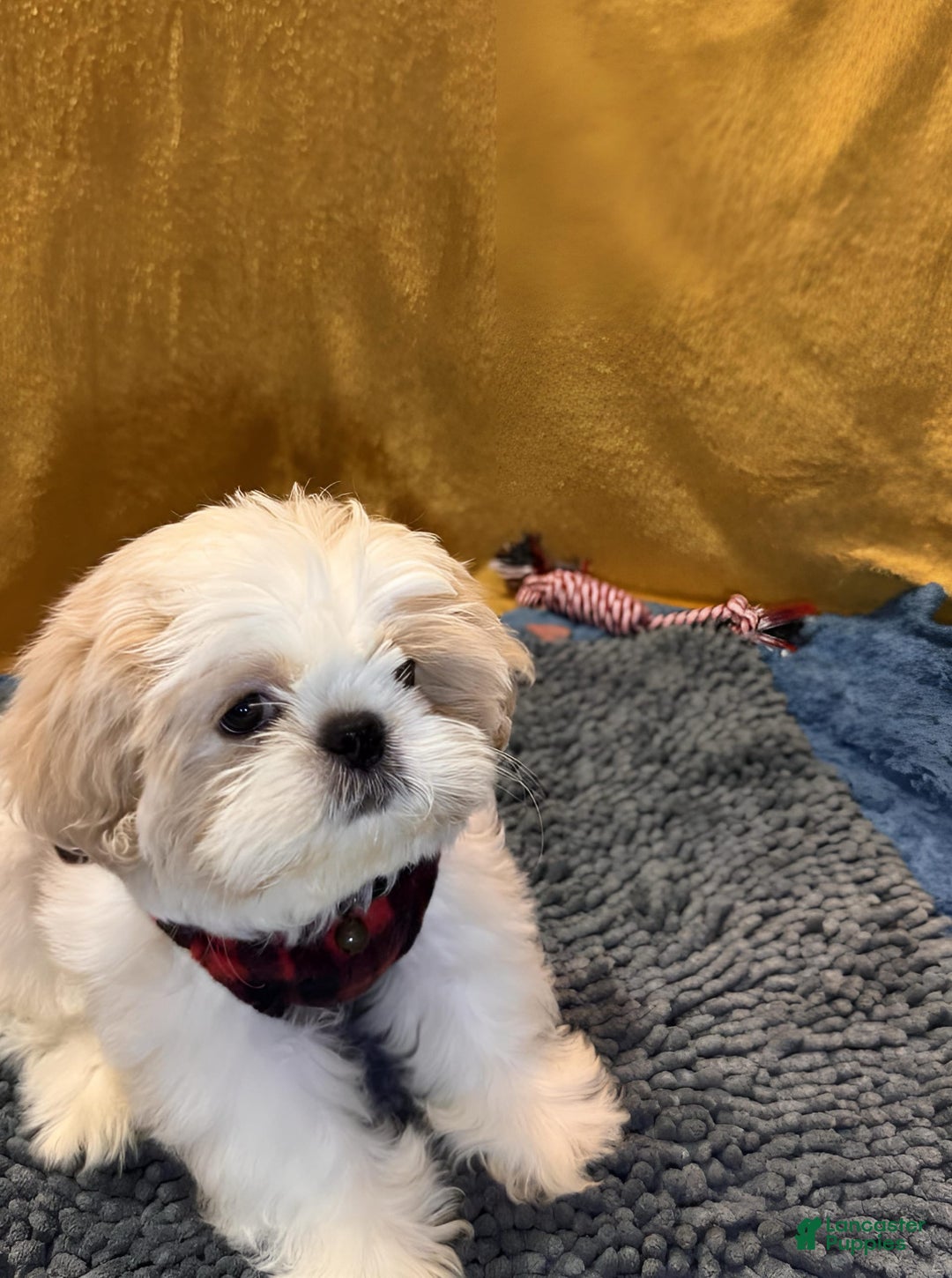Shih Tzu dogs for sale: Mystical - Image 6