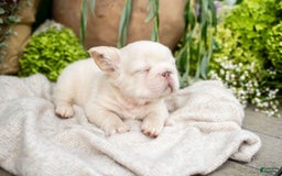 French Bulldog dogs for sale: Kingston - Image 10