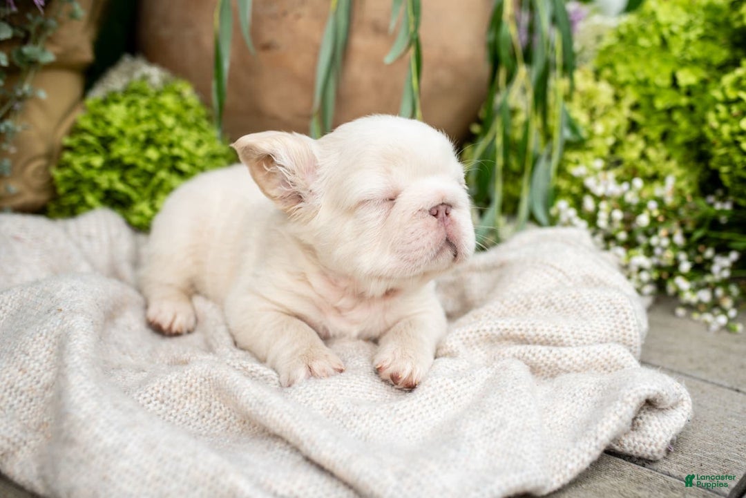 French Bulldog dogs for sale: Kingston - Image 10