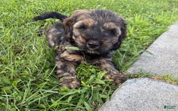 Cockapoo dogs for sale: Bandit - Image 9