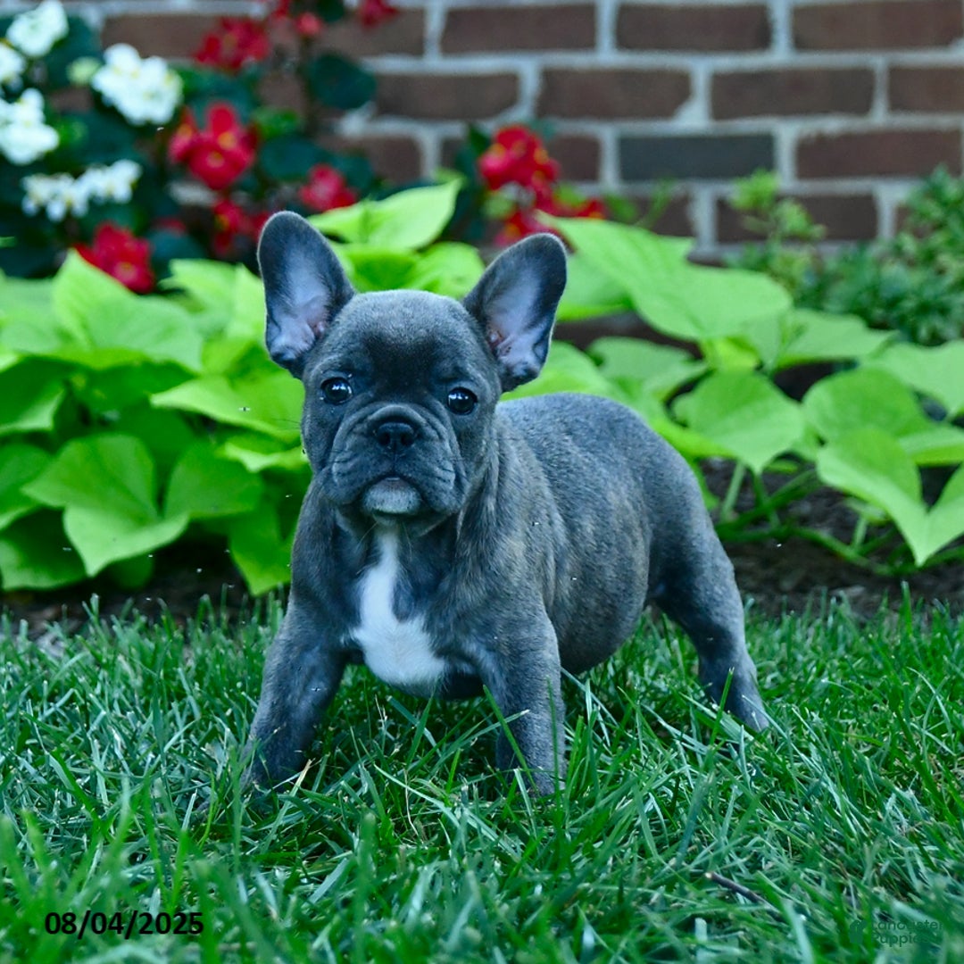 French Bulldog dogs for sale: Jozzy - Image 2