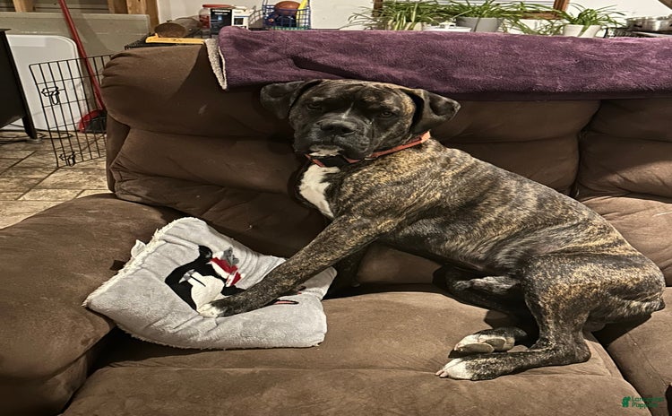 Boxer dogs for stud - Ad 1