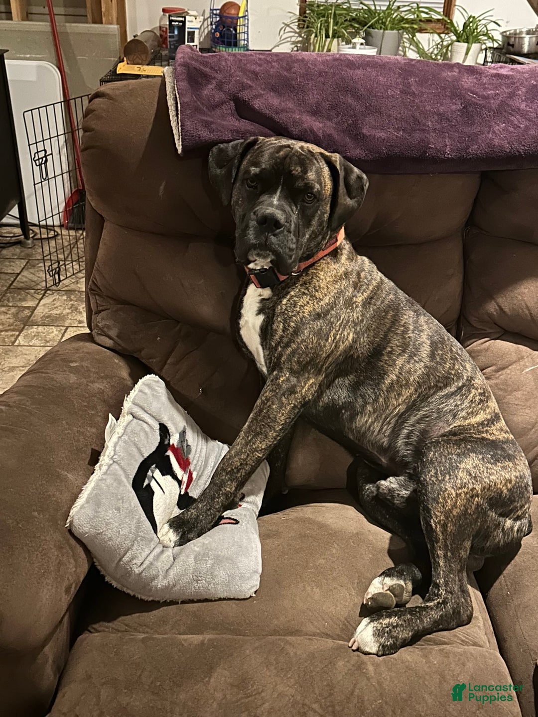 Boxer dogs for stud: Diesel - Image 1