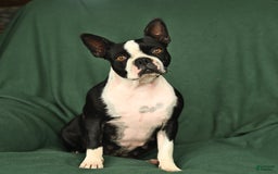Boston Terrier dogs for sale: Marley - Image 6