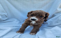 Irish Doodle dogs for sale: Celeste-mini Irish Doodle - Image 8