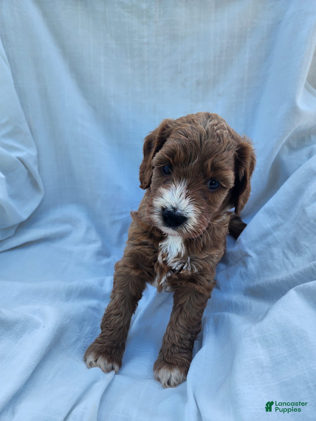 Irish Doodle dogs for sale: Celeste-mini Irish Doodle - Image 8