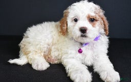 Cavapoo dogs for sale: Abby - Image 5