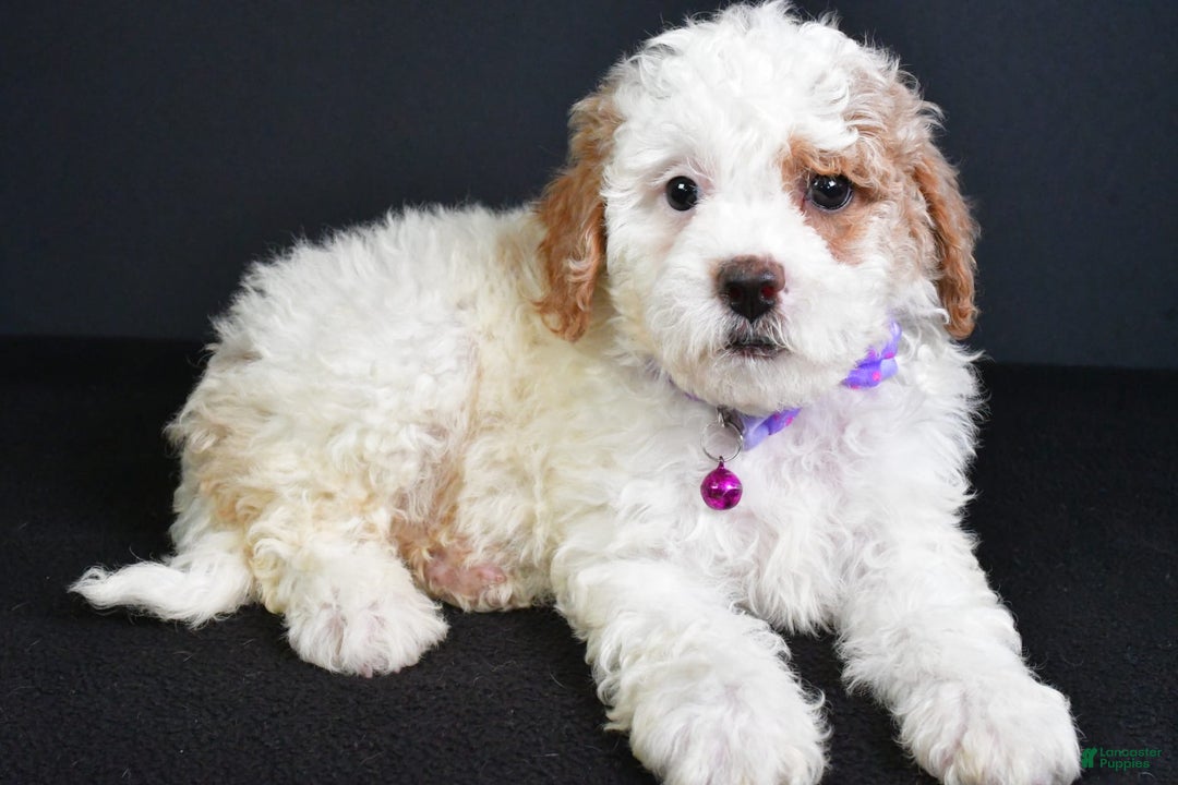 Cavapoo dogs for sale: Abby - Image 5