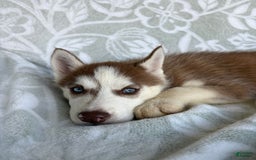 Siberian Husky dogs for sale: Bonnie - Image 4