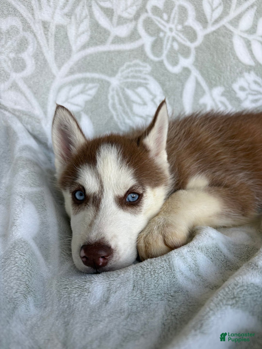 Siberian Husky dogs for sale: Bonnie - Image 4