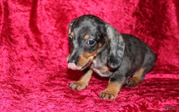 Miniature Dachshund dogs for sale: Teddy Mini - Image 16