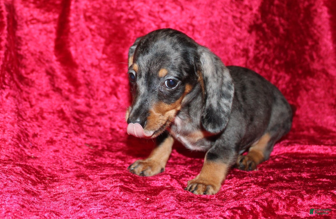 Miniature Dachshund dogs for sale: Teddy Mini - Image 16
