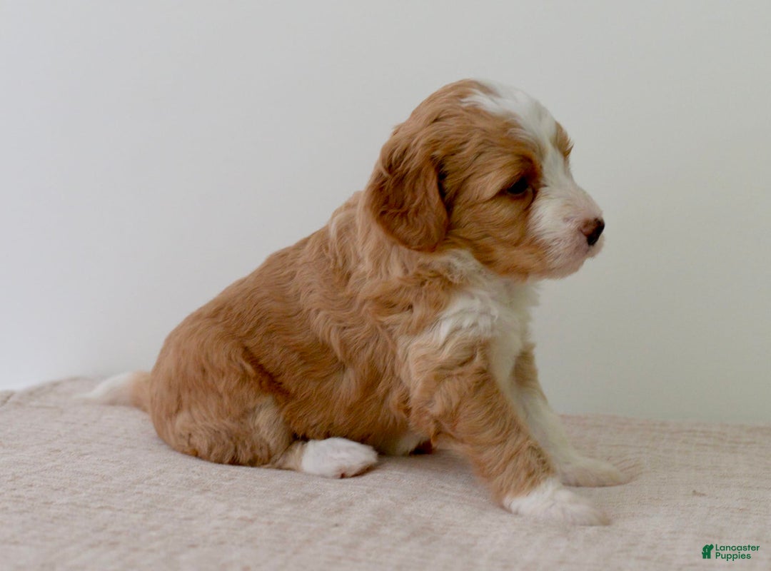 Bernedoodle dogs for sale: Marshmallow-medium - Image 5