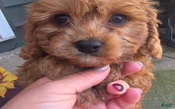 Cavapoo dogs for sale: Theo - Image 1