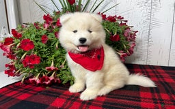 Samoyed dogs for sale: Charlie - Image 4