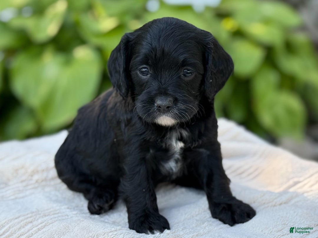 Cavapoo dogs for sale: Lucy - Image 1