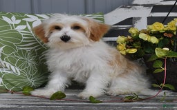 Lhasapoo dogs for sale: Daisy - Image 4