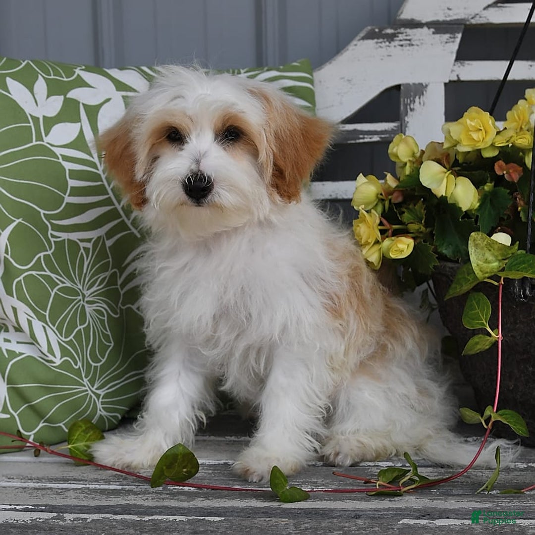 Lhasapoo dogs for sale: Daisy - Image 4