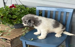 Mini Bernedoodle dogs for sale: Kaiser - Image 4