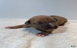 American Bully dogs for sale: Tip - Image 9