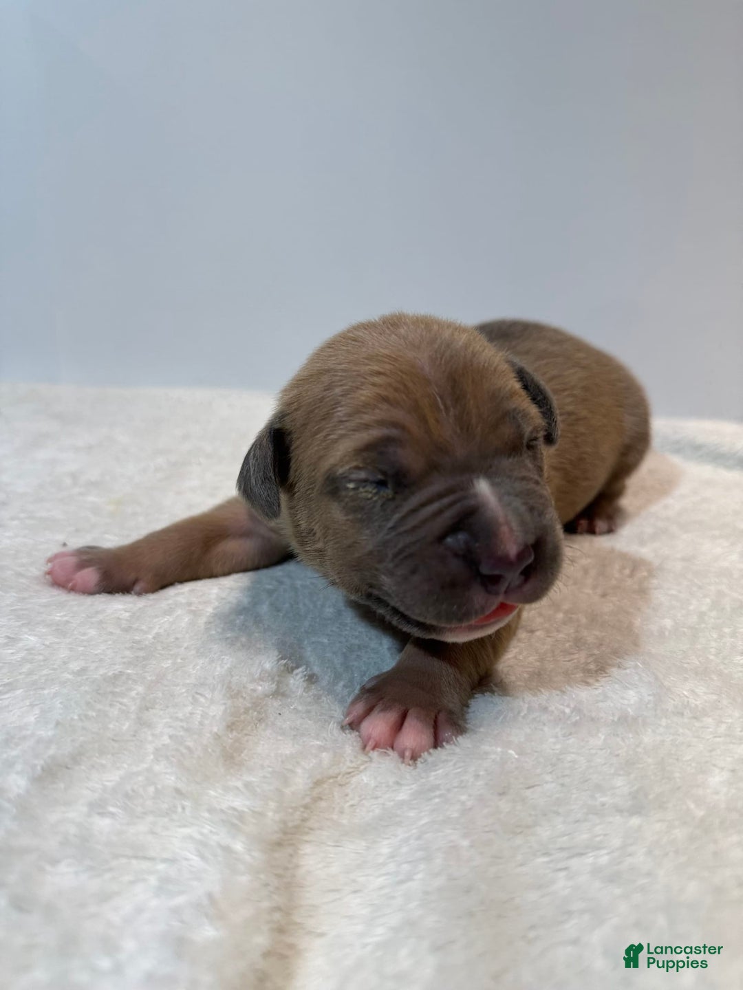 American Bully dogs for sale: Tip - Image 9