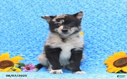 Pomsky dogs for sale: Mochi - Image 4